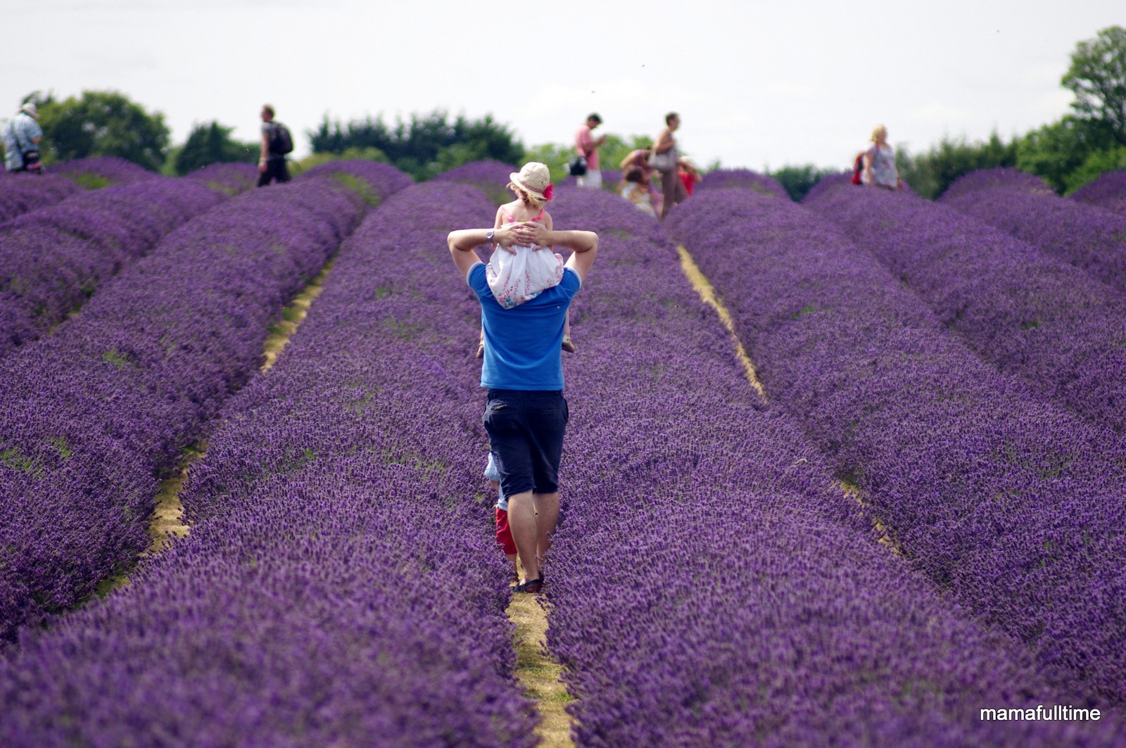 lawendowe pole w Anglii – lavender field